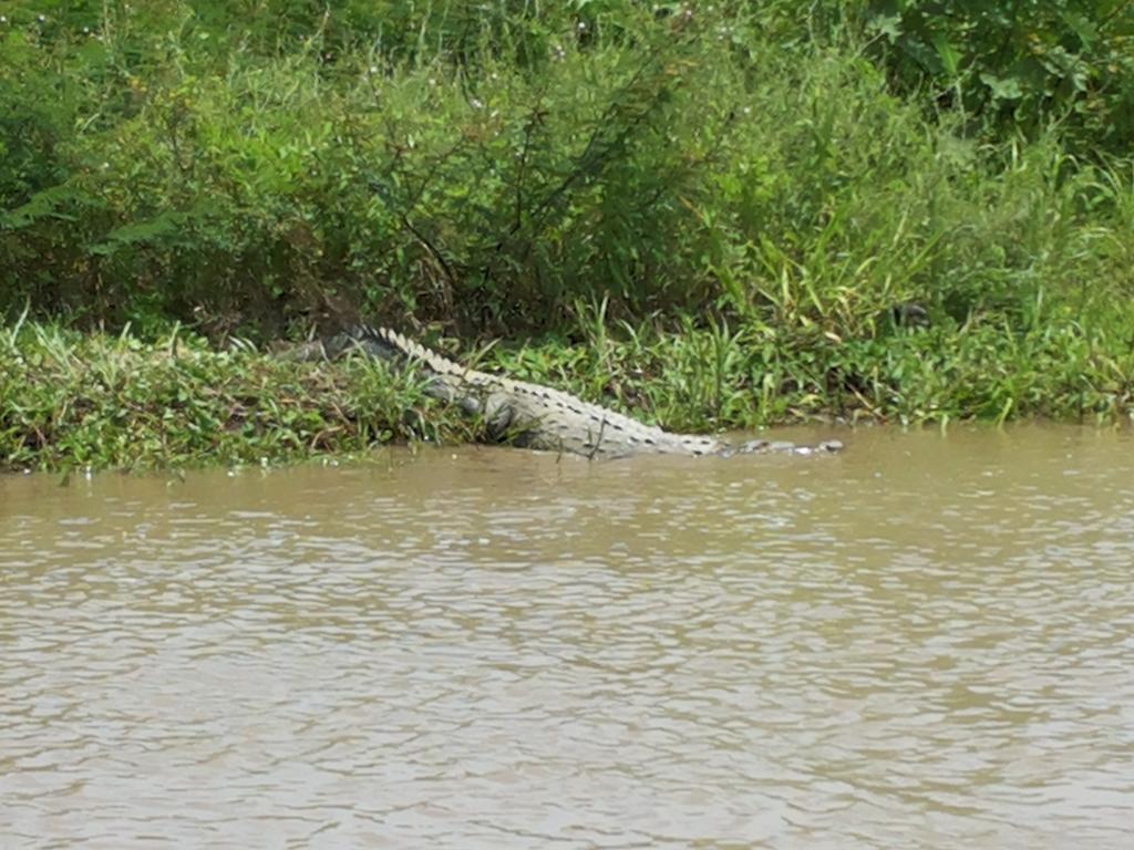 All Rankins Eco-Lodge Tortuguero Luaran gambar
