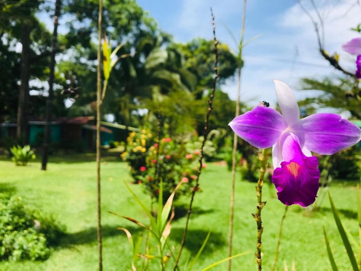 All Rankins Eco-Lodge Tortuguero Luaran gambar